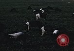 Image of War time pork beef and sugar production in America United States USA, 1942, second 13 stock footage video 65675045650