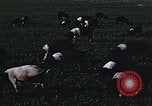 Image of War time pork beef and sugar production in America United States USA, 1942, second 14 stock footage video 65675045650