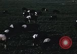 Image of War time pork beef and sugar production in America United States USA, 1942, second 15 stock footage video 65675045650