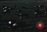 Image of War time pork beef and sugar production in America United States USA, 1942, second 16 stock footage video 65675045650