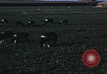 Image of War time pork beef and sugar production in America United States USA, 1942, second 19 stock footage video 65675045650