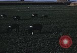 Image of War time pork beef and sugar production in America United States USA, 1942, second 20 stock footage video 65675045650
