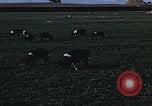 Image of War time pork beef and sugar production in America United States USA, 1942, second 21 stock footage video 65675045650
