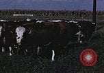 Image of War time pork beef and sugar production in America United States USA, 1942, second 36 stock footage video 65675045650