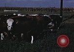 Image of War time pork beef and sugar production in America United States USA, 1942, second 37 stock footage video 65675045650