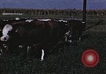 Image of War time pork beef and sugar production in America United States USA, 1942, second 38 stock footage video 65675045650