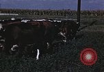 Image of War time pork beef and sugar production in America United States USA, 1942, second 39 stock footage video 65675045650