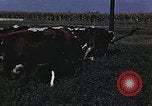 Image of War time pork beef and sugar production in America United States USA, 1942, second 40 stock footage video 65675045650