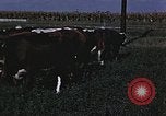 Image of War time pork beef and sugar production in America United States USA, 1942, second 41 stock footage video 65675045650