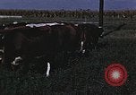 Image of War time pork beef and sugar production in America United States USA, 1942, second 42 stock footage video 65675045650