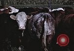 Image of War time pork beef and sugar production in America United States USA, 1942, second 43 stock footage video 65675045650