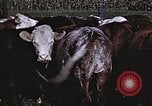 Image of War time pork beef and sugar production in America United States USA, 1942, second 44 stock footage video 65675045650