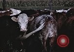 Image of War time pork beef and sugar production in America United States USA, 1942, second 45 stock footage video 65675045650