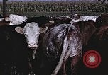 Image of War time pork beef and sugar production in America United States USA, 1942, second 46 stock footage video 65675045650