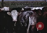 Image of War time pork beef and sugar production in America United States USA, 1942, second 47 stock footage video 65675045650