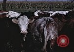 Image of War time pork beef and sugar production in America United States USA, 1942, second 48 stock footage video 65675045650