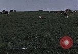 Image of War time pork beef and sugar production in America United States USA, 1942, second 56 stock footage video 65675045650