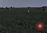 Image of War time pork beef and sugar production in America United States USA, 1942, second 57 stock footage video 65675045650