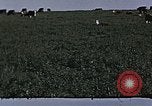 Image of War time pork beef and sugar production in America United States USA, 1942, second 58 stock footage video 65675045650