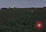 Image of War time pork beef and sugar production in America United States USA, 1942, second 59 stock footage video 65675045650
