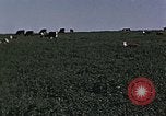 Image of War time pork beef and sugar production in America United States USA, 1942, second 60 stock footage video 65675045650