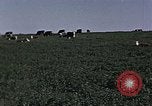 Image of War time pork beef and sugar production in America United States USA, 1942, second 62 stock footage video 65675045650