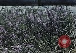 Image of Experimental crops and Victory Gardens World War 2 United States USA, 1942, second 1 stock footage video 65675045651