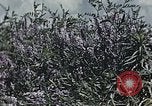 Image of Experimental crops and Victory Gardens World War 2 United States USA, 1942, second 3 stock footage video 65675045651
