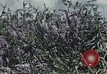Image of Experimental crops and Victory Gardens World War 2 United States USA, 1942, second 4 stock footage video 65675045651