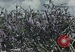 Image of Experimental crops and Victory Gardens World War 2 United States USA, 1942, second 5 stock footage video 65675045651