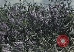 Image of Experimental crops and Victory Gardens World War 2 United States USA, 1942, second 6 stock footage video 65675045651