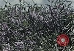 Image of Experimental crops and Victory Gardens World War 2 United States USA, 1942, second 7 stock footage video 65675045651