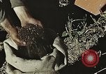 Image of Experimental crops and Victory Gardens World War 2 United States USA, 1942, second 31 stock footage video 65675045651