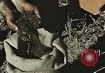 Image of Experimental crops and Victory Gardens World War 2 United States USA, 1942, second 32 stock footage video 65675045651