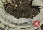 Image of Experimental crops and Victory Gardens World War 2 United States USA, 1942, second 33 stock footage video 65675045651