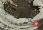 Image of Experimental crops and Victory Gardens World War 2 United States USA, 1942, second 34 stock footage video 65675045651