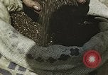 Image of Experimental crops and Victory Gardens World War 2 United States USA, 1942, second 35 stock footage video 65675045651