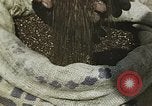 Image of Experimental crops and Victory Gardens World War 2 United States USA, 1942, second 36 stock footage video 65675045651