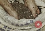 Image of Experimental crops and Victory Gardens World War 2 United States USA, 1942, second 37 stock footage video 65675045651