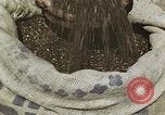 Image of Experimental crops and Victory Gardens World War 2 United States USA, 1942, second 38 stock footage video 65675045651
