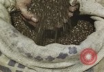Image of Experimental crops and Victory Gardens World War 2 United States USA, 1942, second 39 stock footage video 65675045651