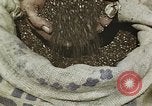 Image of Experimental crops and Victory Gardens World War 2 United States USA, 1942, second 40 stock footage video 65675045651