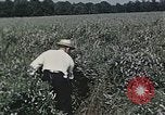 Image of Experimental crops and Victory Gardens World War 2 United States USA, 1942, second 55 stock footage video 65675045651