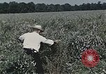 Image of Experimental crops and Victory Gardens World War 2 United States USA, 1942, second 56 stock footage video 65675045651