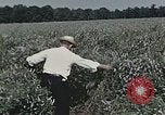 Image of Experimental crops and Victory Gardens World War 2 United States USA, 1942, second 57 stock footage video 65675045651