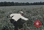 Image of Experimental crops and Victory Gardens World War 2 United States USA, 1942, second 58 stock footage video 65675045651