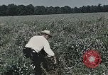 Image of Experimental crops and Victory Gardens World War 2 United States USA, 1942, second 59 stock footage video 65675045651