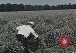 Image of Experimental crops and Victory Gardens World War 2 United States USA, 1942, second 60 stock footage video 65675045651