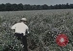 Image of Experimental crops and Victory Gardens World War 2 United States USA, 1942, second 61 stock footage video 65675045651
