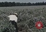 Image of Experimental crops and Victory Gardens World War 2 United States USA, 1942, second 62 stock footage video 65675045651